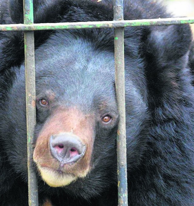 Nufi został przywieziony do toruńskiego ogrodu jako roczny niedźwiadek. Przez całe życie był zdrowy. Zmarł nagle, w czwartek po południu