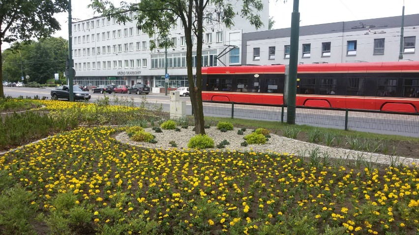 Kwiaty w Sosnowcu: aksamitki pojawiły się na skwerze, na którym stała choinka [ZDJĘCIA]