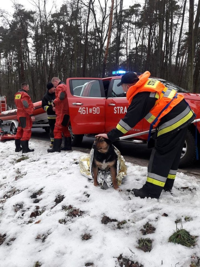 Jaromierz: Na tafli lodu pływał pies. Uratowali go strażacy [ZDJĘCIA]