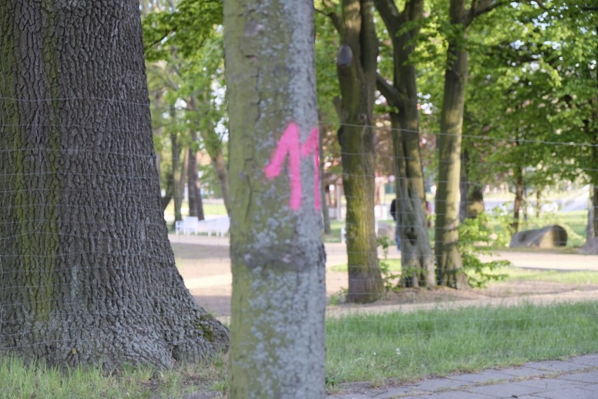 Mieszkańcy Żar podpisują petycją w sprawie wycinki drzew...