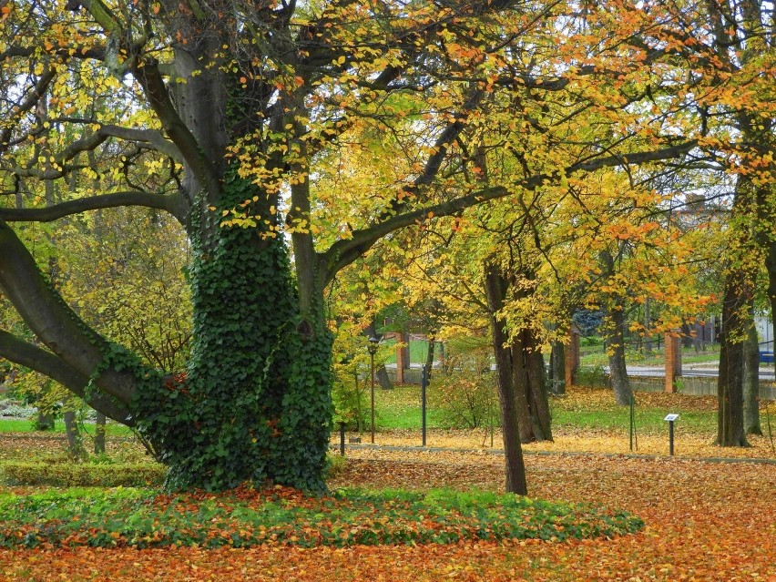 Gostyń. Jesień 2020 Grabonóg. Park w jesiennej odsłonie [ZDJĘCIA cz.2]