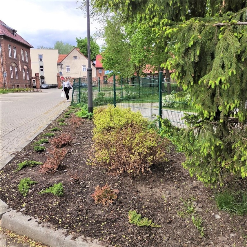 Malbork. Kwiatów w mieście wciąż przybywa. Ta zielona rewolucja za starostwem nie wszystkim jest w smak