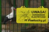 Park Wrocławski Lubin: Kuny atakują park. Zagryzły cietrzewia