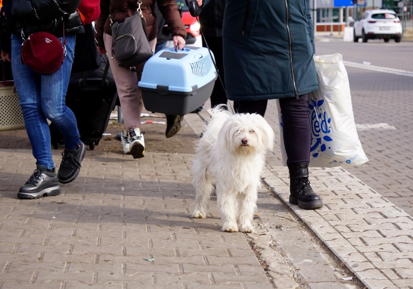 Ukraińcy uciekając, nie zapominają o swoich zwierzętach. Zabierają je ze sobą. Zobacz zdjęcia 