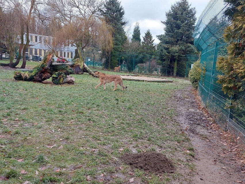 Opowieść wigilijna o chorzowskim zoo. Co mówią podopieczni...