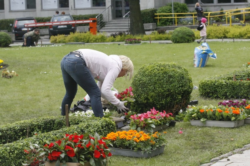 Tysiące kwiatów na Placu Słowiańskim (ZDJĘCIA)