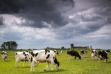 Koło Waszymi oczami. Kolejne zdjęcia czytelników portalu Kolo.NaszeMiasto.pl