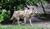 W gminie Darłowo wilki zaatakowały cielę na pastwisku. Coraz więcej wilków na Pomorzu Zachodnim
