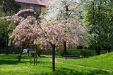 Wiosna w Raciborzu: Zielono w parkach, kwitną kwiaty