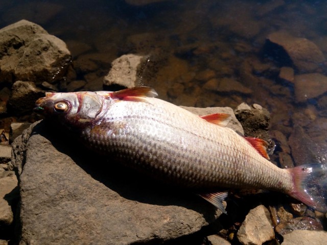 Dziesiątki martwych ryb w Odrze