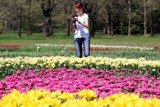 50 tys. tulipanów zakwitło w Ogrodzie Botanicznym [zdjęcia]