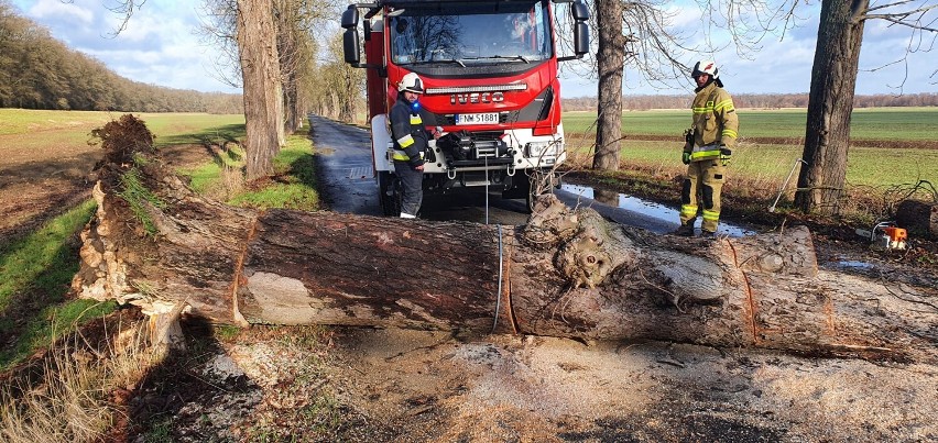 Akcja strażaków z OSP Siedlisko. Usuwanie powalonych drzew...