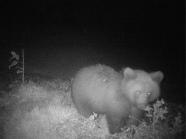 Niedźwiedzia rodzina żeruje w Poroninie blisko zabudowań. Mieszkańcy powinni uważać w czasie wieczornych spacerów