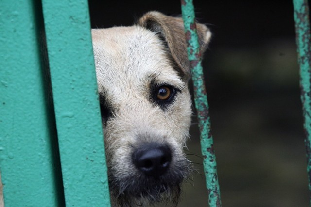 Schronisko w Legnicy, psy czekają na adopcję