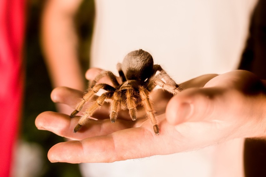 Jawor. Ferie zimowe z pająkami, czyli wystawa pająków i skorpionów w Europejskim Centrum Młodzieży [CENNIK, GODZINY OTWARCIA]