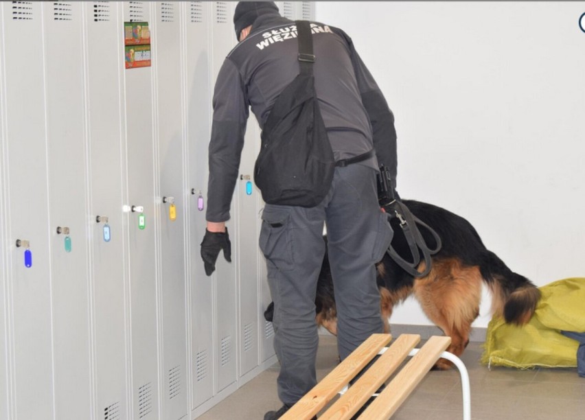 W Zakładzie Karnym w Głogowie służbę pełni pies do zadań specjalnych. Nakaz, bo tak się wabi, kontroluje paczki, korespondencję i cele