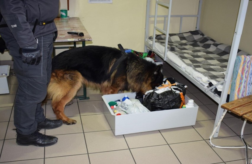 W Zakładzie Karnym w Głogowie służbę pełni pies do zadań specjalnych. Nakaz, bo tak się wabi, kontroluje paczki, korespondencję i cele