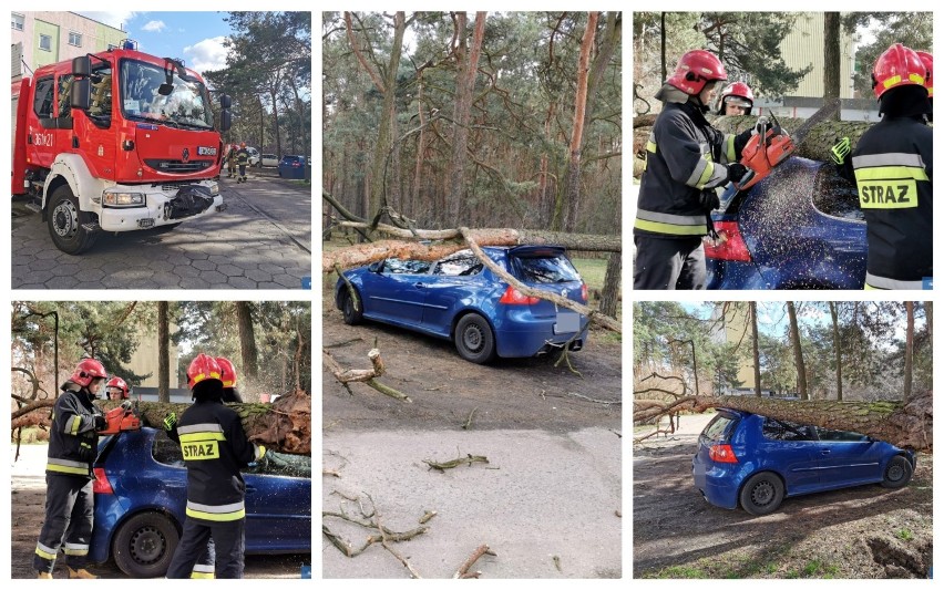 Drzewo przewróciło się na samochód na ulicy Hożej we Włocławku [zdjęcia]