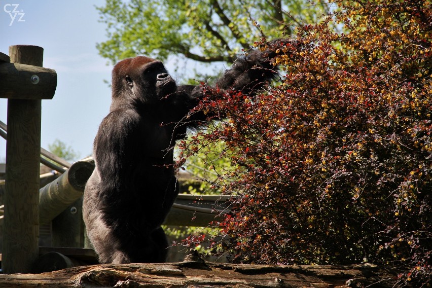 Majówka 2019 w Opolu. Opolskie ZOO i jego mieszkańcy [ZDJĘCIA] 