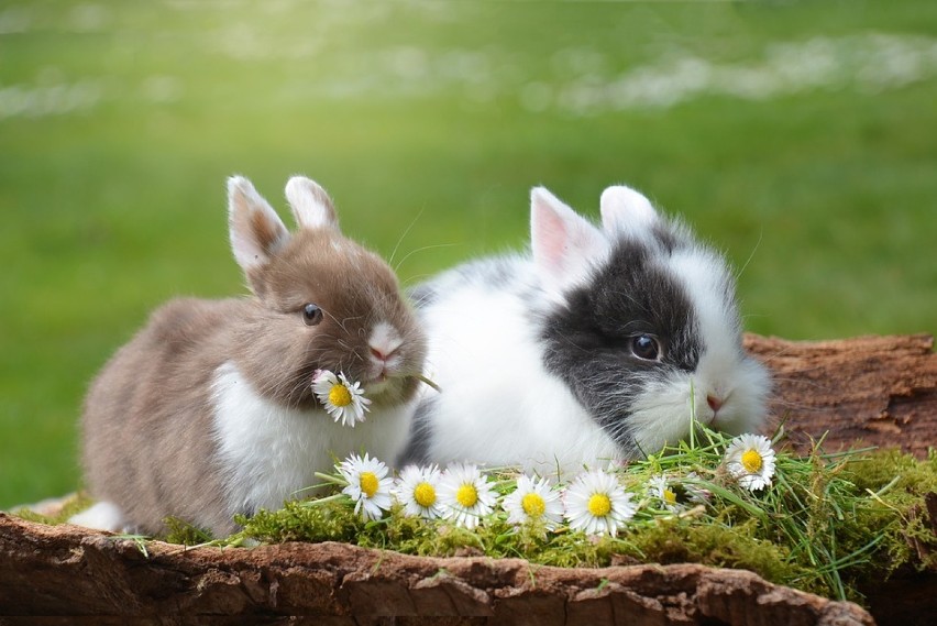 Królik - uwielbiamy króliki za ich urocze, różowe noski,...