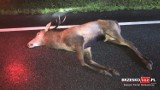 Okocim. Zderzenie samochodu osobowego z jeleniem, jedna osoba lekko ranna, zwierzę nie przeżyło [ZDJĘCIA]