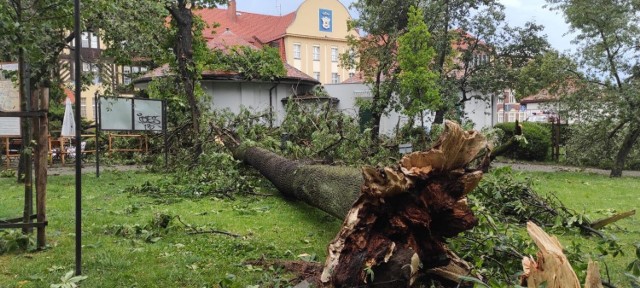 Oto skutki burzy i silnego wiatru, z którymi mierzą się strażacy z powiatu chełmińskiego