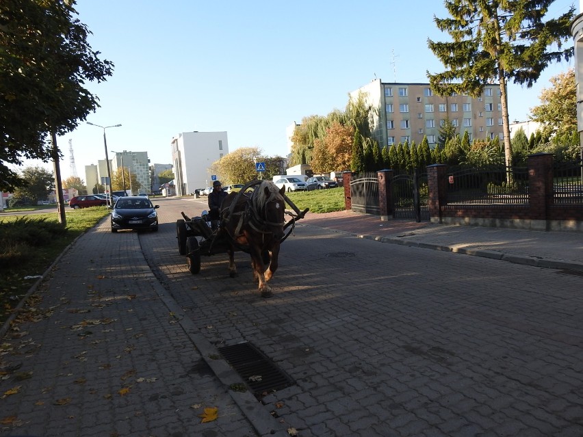 Fura z koniem jechała sobie po centrum miasta