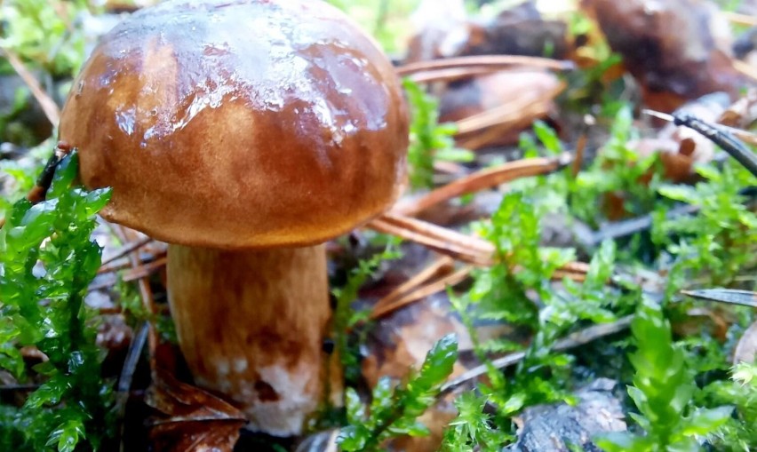 Pełno grzybów jest tradycyjnie w Borach Tucholskich. Warto...