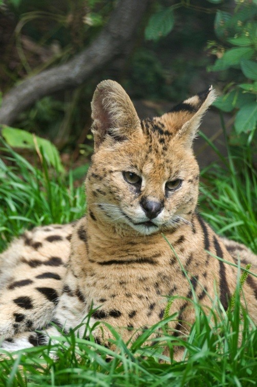 3. SERWAL /Felis serval/ - zamieszkuje zakrzewione sawanny i...