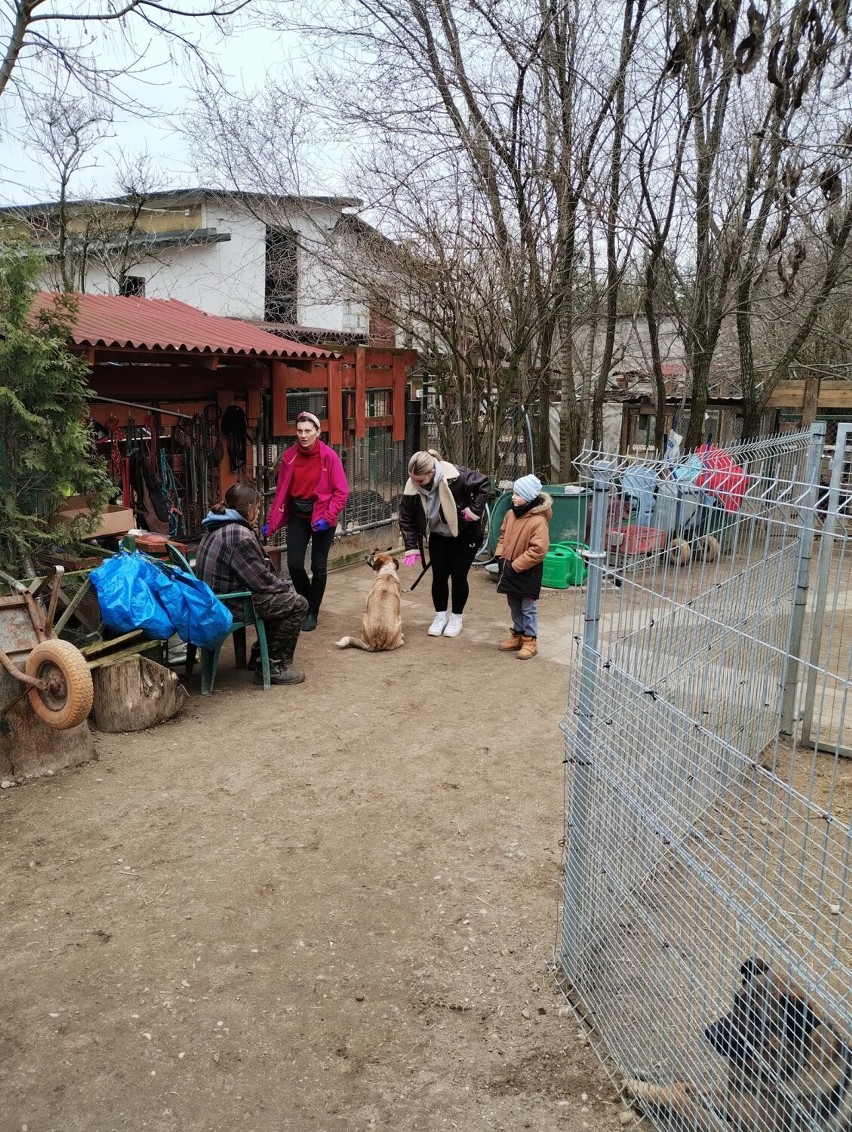 Wiosenny piknik w schronisku dla zwierząt w Sokółce. Chętnych do spacerów w psami nie brakowało. Zobaczcie zdjęcia