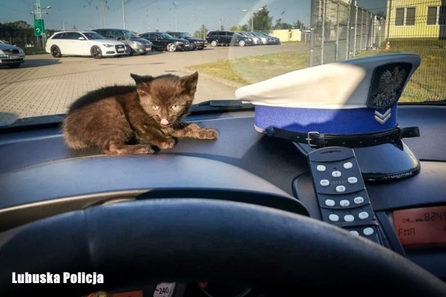 Kot schował się tak, że policjanci musieli odkręcić koło i nadkole, aby się do niego dostać.