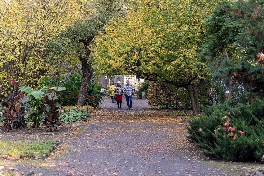 Miejski Ogród Botaniczny zaprasza na spacer