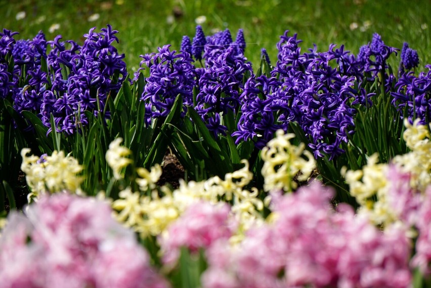 Ogród Botaniczny UMCS już otwarty. Na gości czeka ponad 7 tysięcy gatunków i odmian roślin pochodzących z różnych stron świata! [ZDJĘCIA]