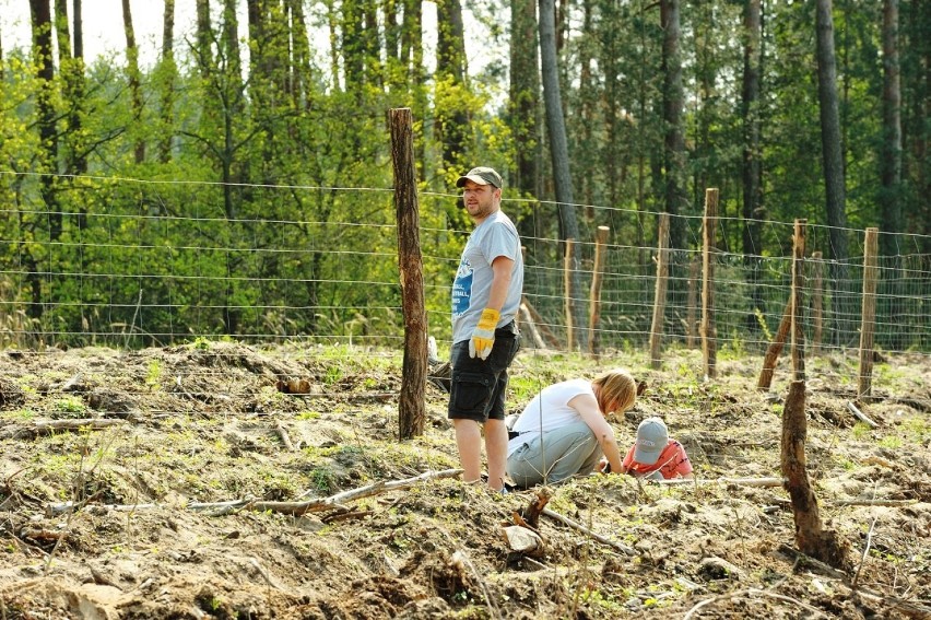 21 kwietnia 2018 r. LIT Polska Sp. z o.o. obsadziła dębami...