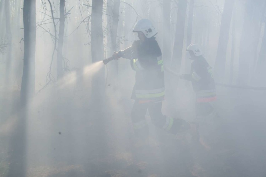 Strażacy interweniują także jeśli chodzi o pożaru lasów....