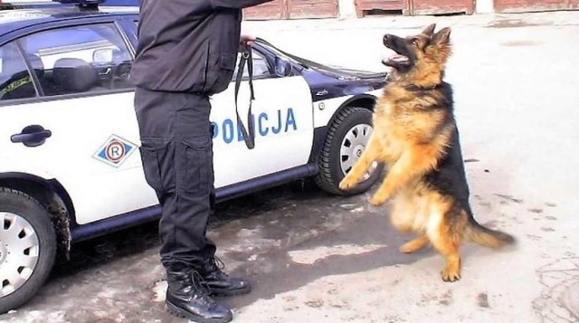 Policjantom z Golubia-Dobrzynia pomógł pies Prima