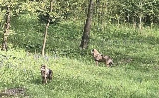 Wilki widziane były w Maciejowej