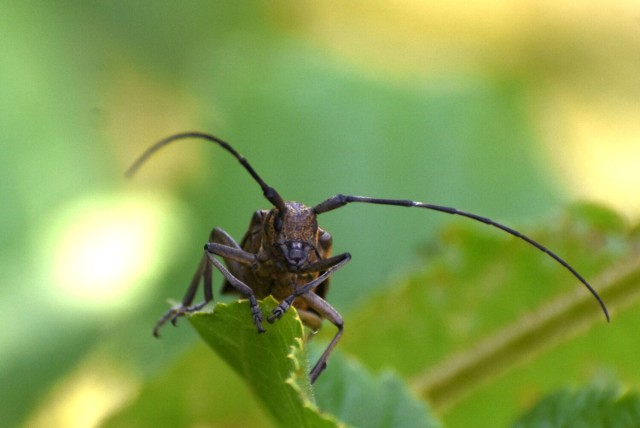 Żerdzianka krawiec, chrząszcz występujący w Puszczy Białowieskiej. O tym i innych ciekawych owadach usłyszymy w czasie warsztatów w Nadleśnictwie Hajnówka