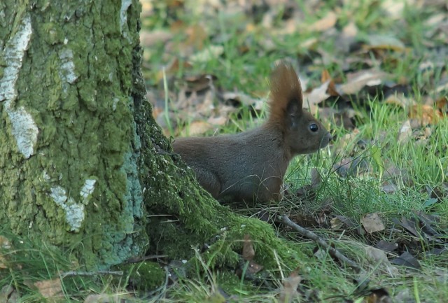 Rude wiewiórki są obecnie duża atrakcję Solanek w Inowrocławiu