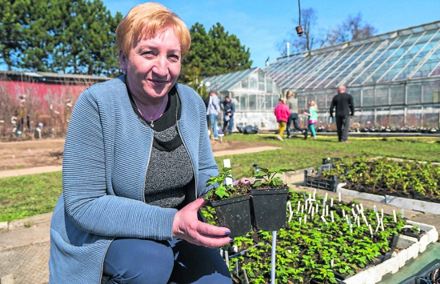 Doktor Maria Buczek pokazuje sadzonki malin, które mają szansę podbić świat. Podobnie jak „Polka”