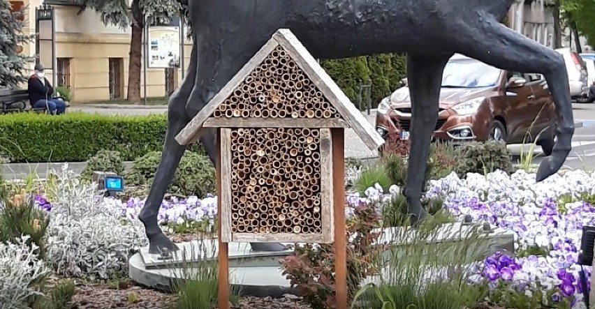 W Złotowie pojawił się kolejny Hotel dla Pszczół