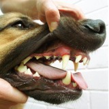 Miesiąc zdrowych zębów w Lublinie: Zabierz psa na bezpłatne badania