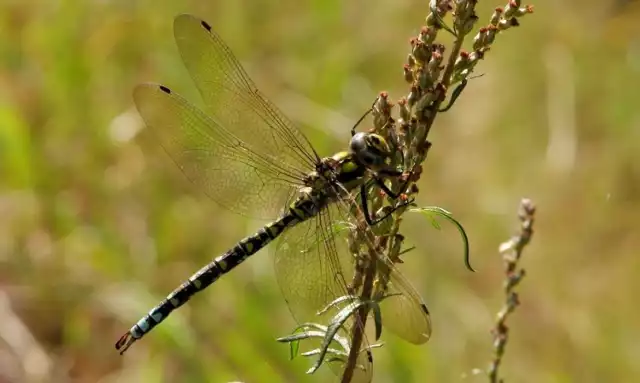 Żagnica sina (Aeshna cyanea)