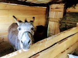 Akcja obrońców praw zwierząt. Z szopki na rynku zniknęły osioł i lama