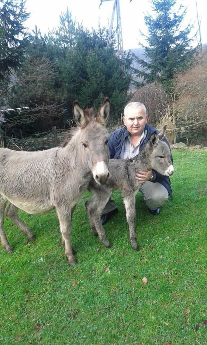 Stado osiołków w Lubachowie jest jednym z największych w...