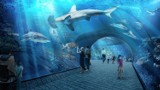 Jest pozwolenie na budowę gdańskiego oceanarium, ale brakuje pieniędzy. Kiedy powstanie kompleks Nautilus Gdańsk?