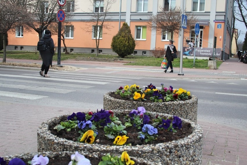 W Świdniku zrobiło się wiosennie. Bratki w barwach flagi Ukrainy ozdobiły centrum miasta