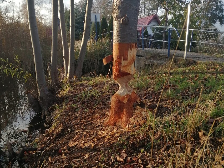 Bobry niszczą drzewa nad stawami w Rokitkach, powodując realne zagrożenie dla mienia i ludzi. Czy jest na to sposób?