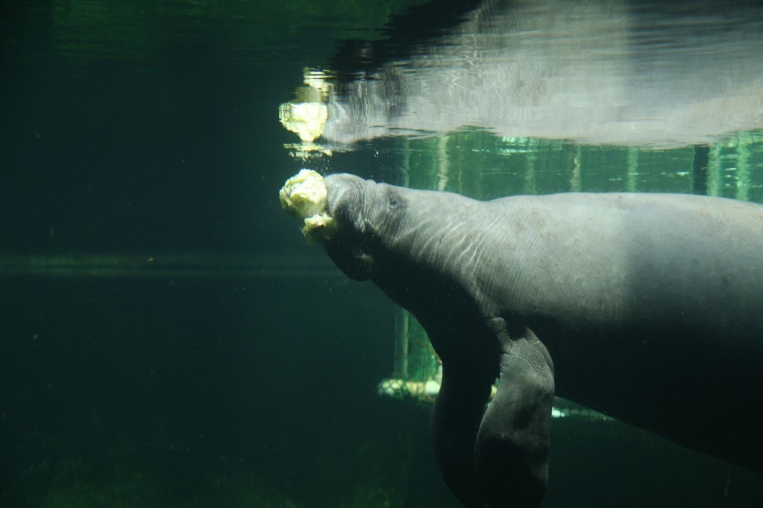 Oto Nowy Mieszkaniec Wroclawskiego Zoo To Malenki Manat Zobacz Film I Zdjecia Wroclaw Nasze Miasto