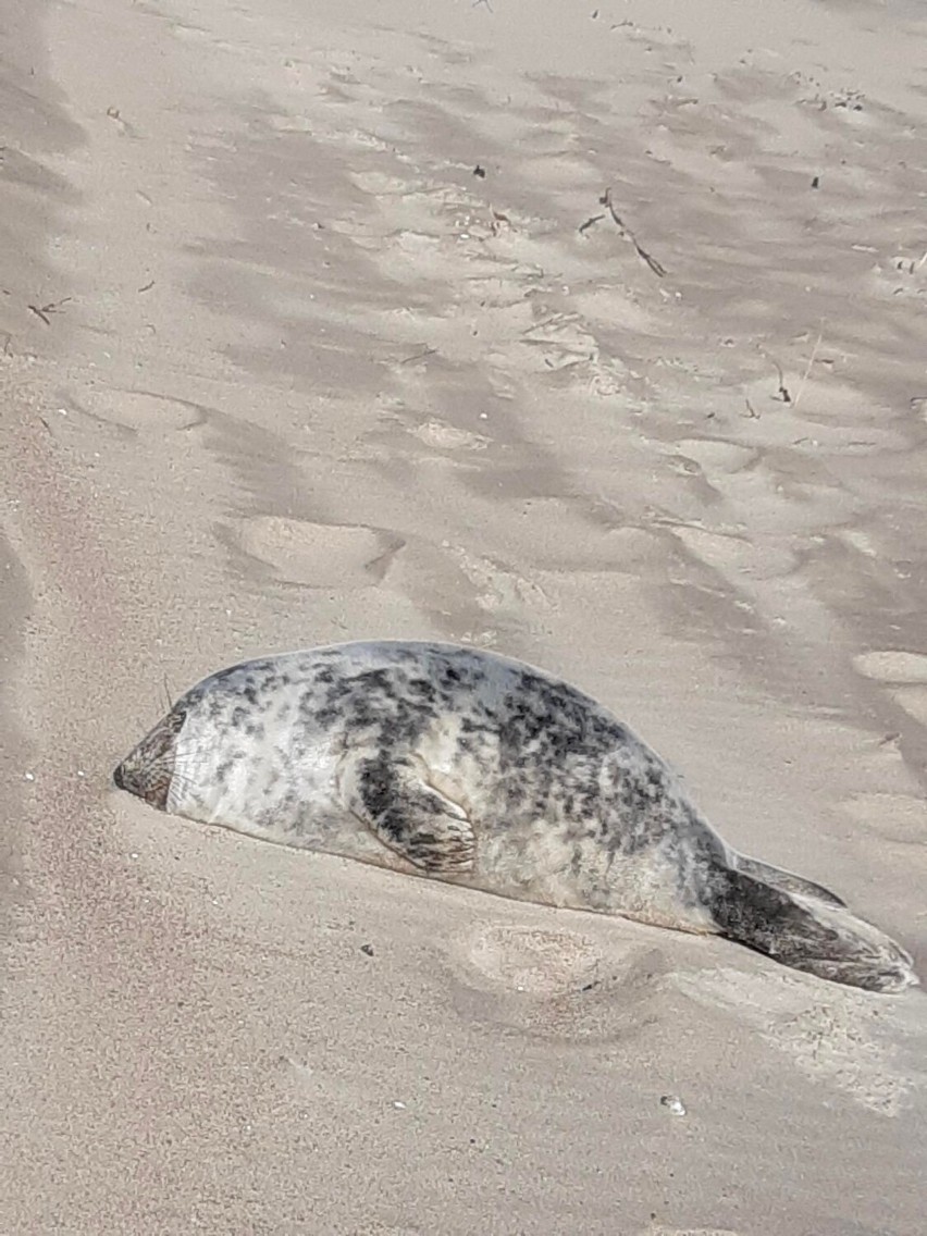 Foka we Władysławowie. Tym razem klasycznie, na plaży, a nie na drodze. Zwierzę wylegiwało się na plaży, a namierzyły ją... morsy | ZDJĘCIA